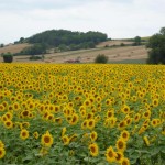 Field of Sunflowers