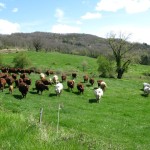 Brown and white cows in field