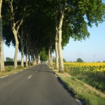 Avenue with sunflowers