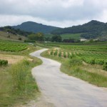 Winding Road vinyards hills