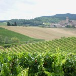 Vines and Church Tower