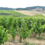 Vineyards and Vinery