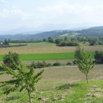 Young trees in the Valley