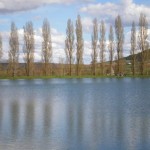 Winter Poplars by a lake